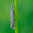 Crambus