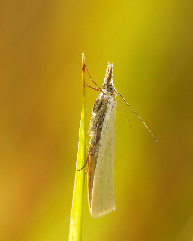 Crambus girardellus