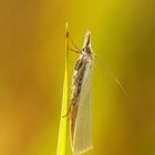 Crambus girardellus