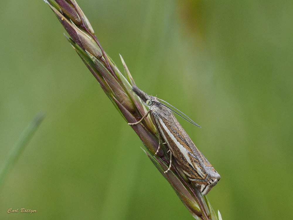 Crambus lathoniellus