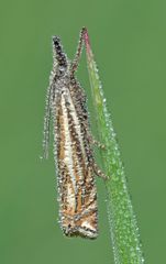 Crambus lathoniellus #3