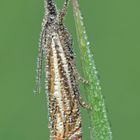 Crambus lathoniellus #3