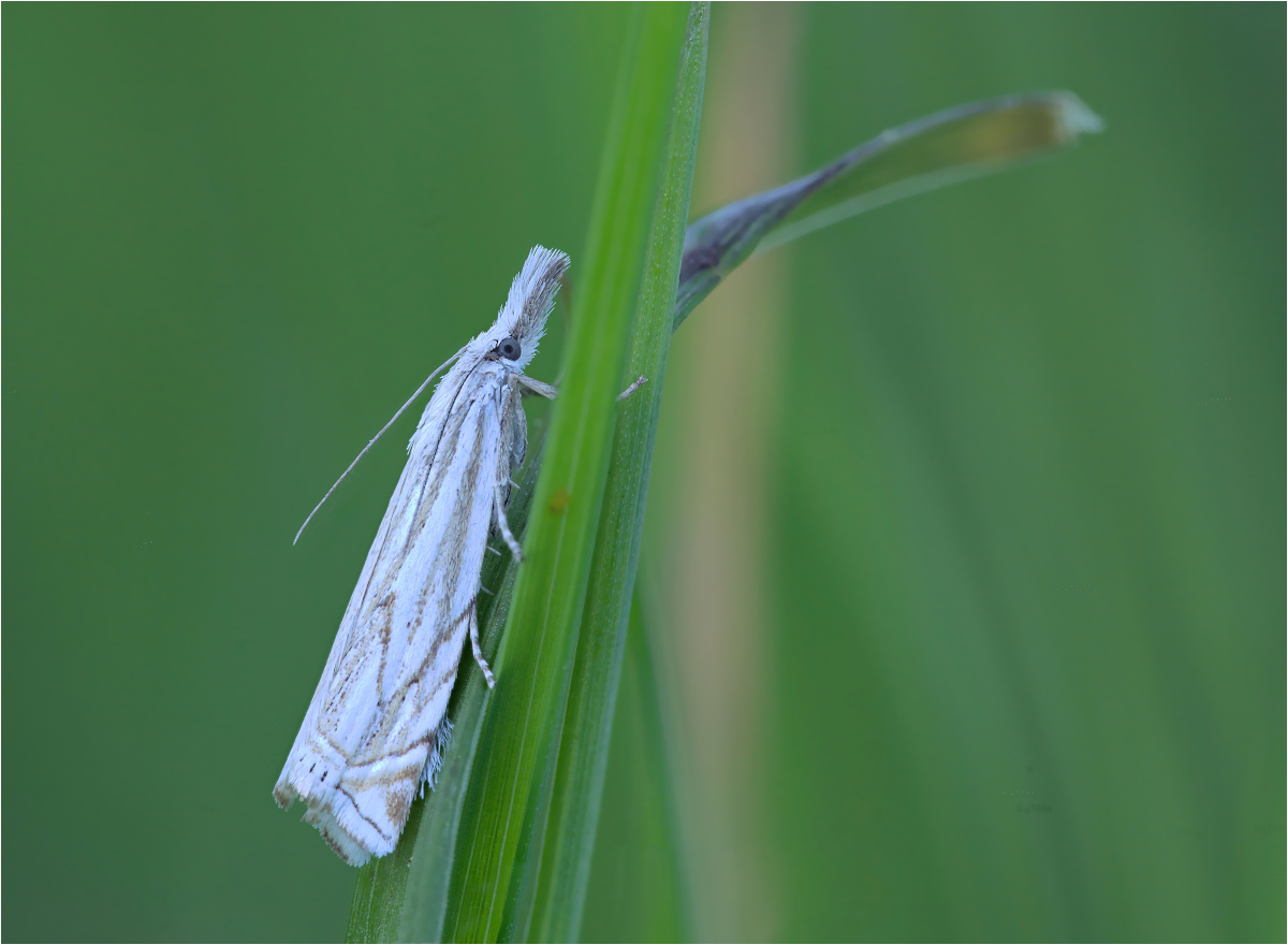 Crambus lathoniellus