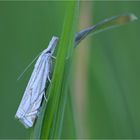 Crambus lathoniellus