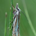 Crambus lathoniellus