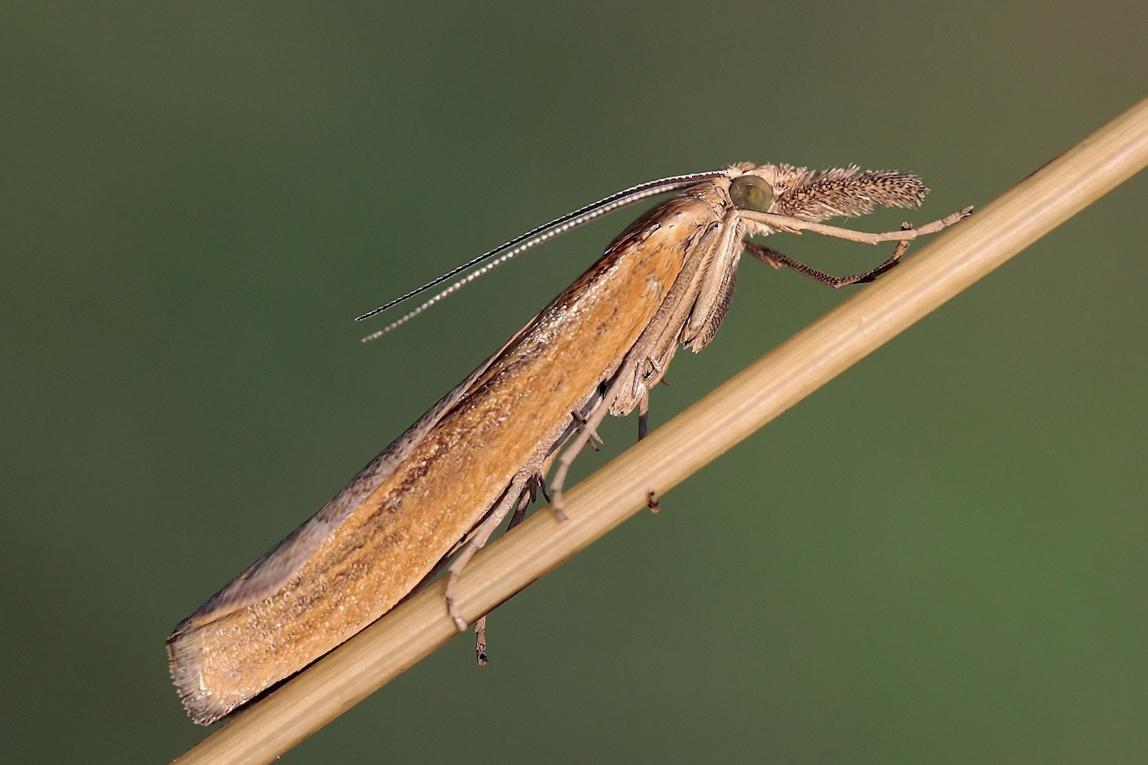 Crambus lathoniellus