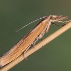 Crambus lathoniellus