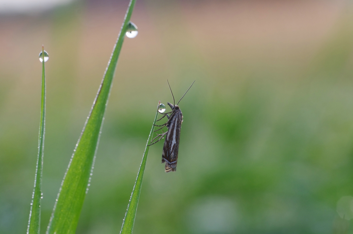 Crambus lathoniellus