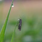 Crambus lathoniellus