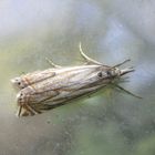 Crambus lathoniellus- Graszünsler  