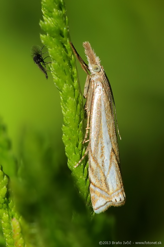 Crambus lathoniellus - travovec lucny