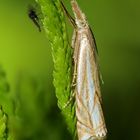 Crambus lathoniellus - travovec lucny