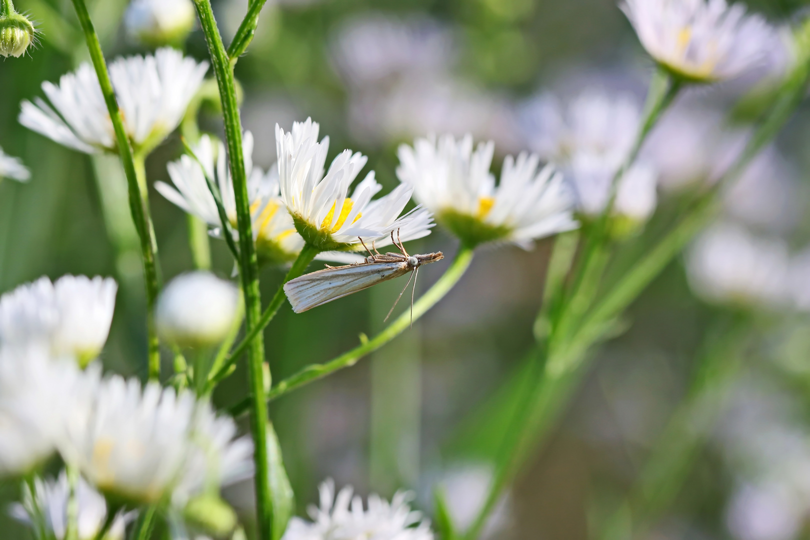 Crambus perlella