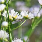 Crambus perlella