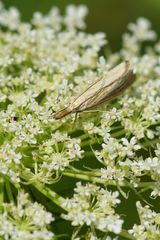 Crambus perlella