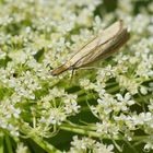 Crambus perlella