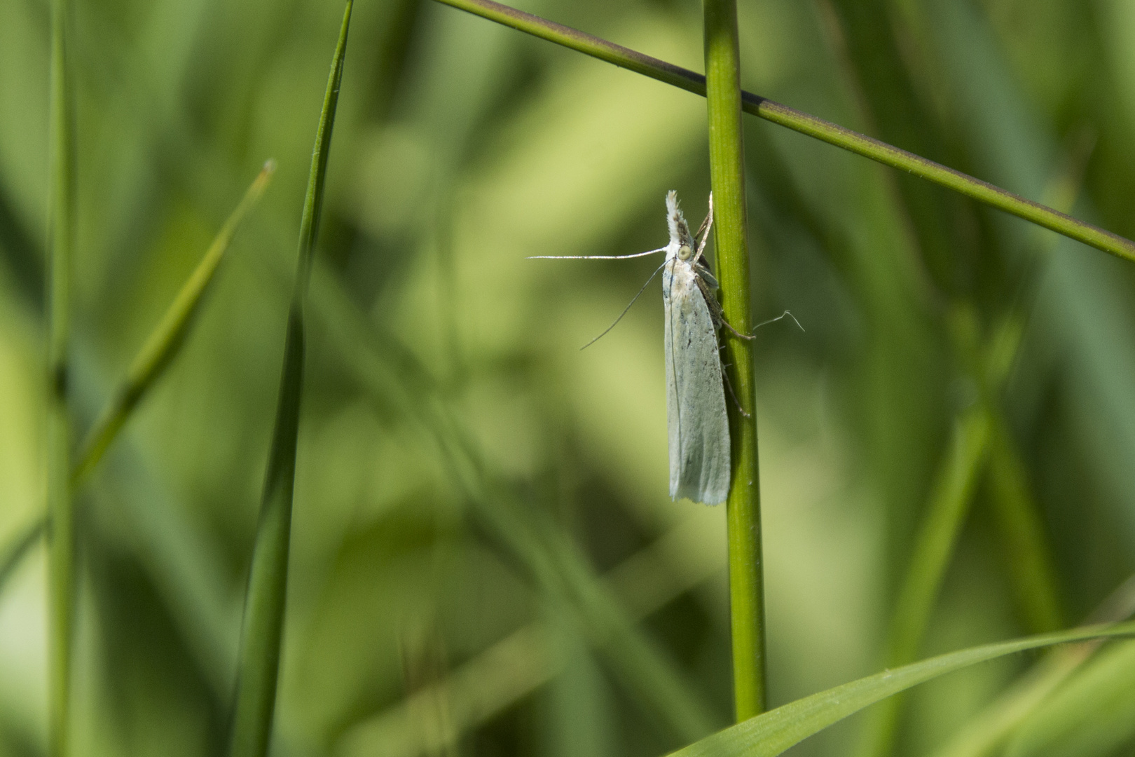 Crambus perlella / Weißer Graszünsler