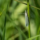 Crambus perlella / Weißer Graszünsler