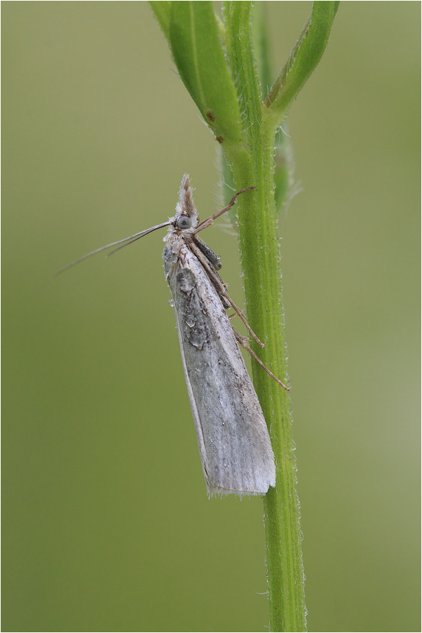 Crambus perlellus