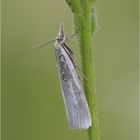 Crambus perlellus