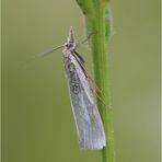 Crambus perlellus