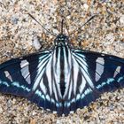 Cramer's Paradise Skipper (Phocides pigmalion hewitsonius)