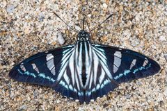 Cramer's Paradise Skipper (Phocides pigmalion hewitsonius)