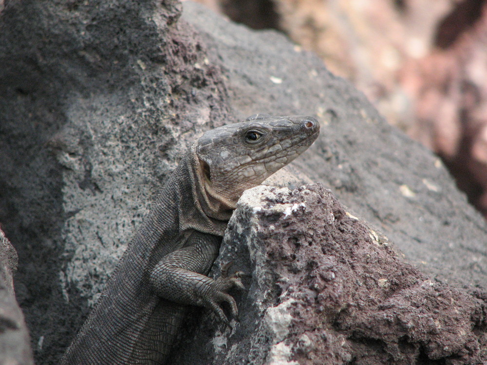 Cran canaria Varan