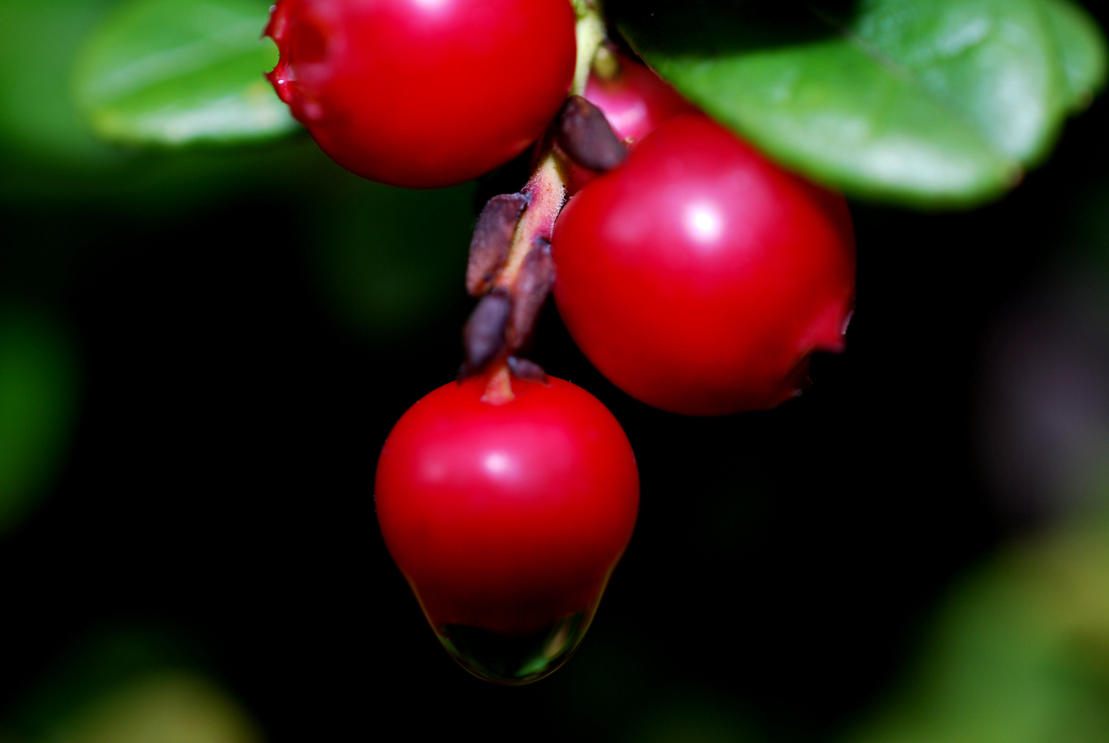 Cranberry