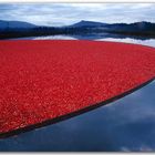 Cranberry field