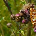 Cranberry Fritillary