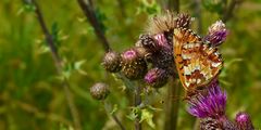 Cranberry Fritillary