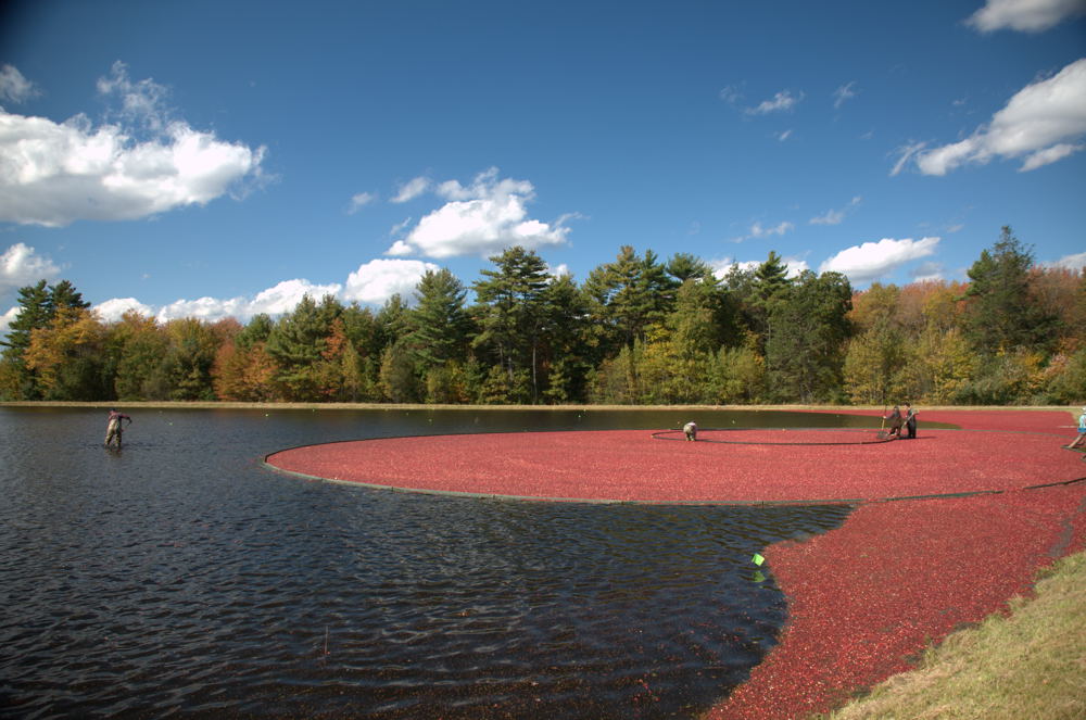 Cranberry harvest in New England