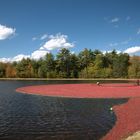 Cranberry harvest in New England