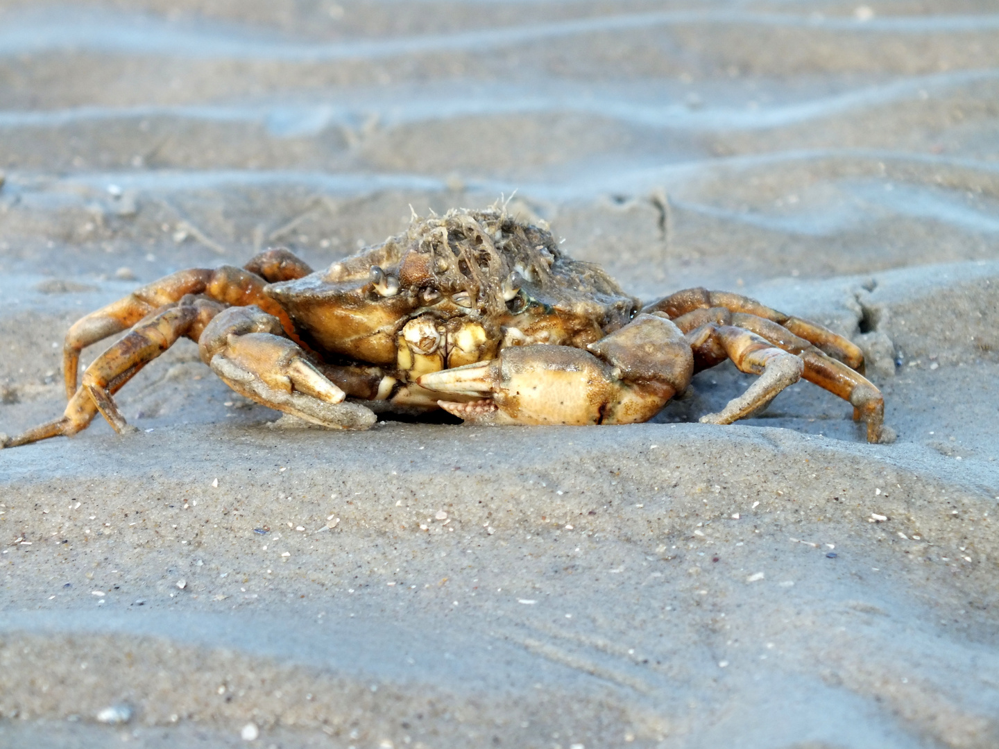 Cranchio dal mare del nord =)