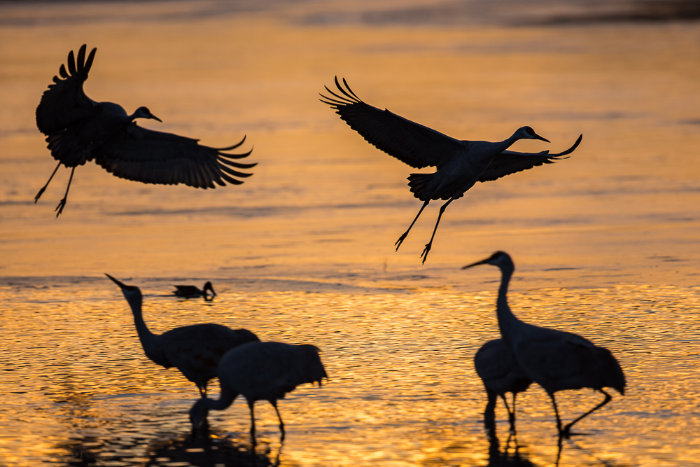 Crane Dance