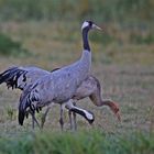 Crane family 1