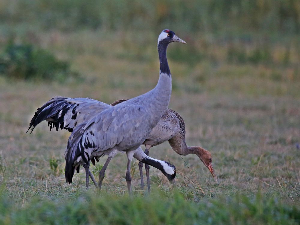 Crane family 1