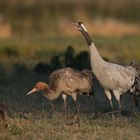 Crane family