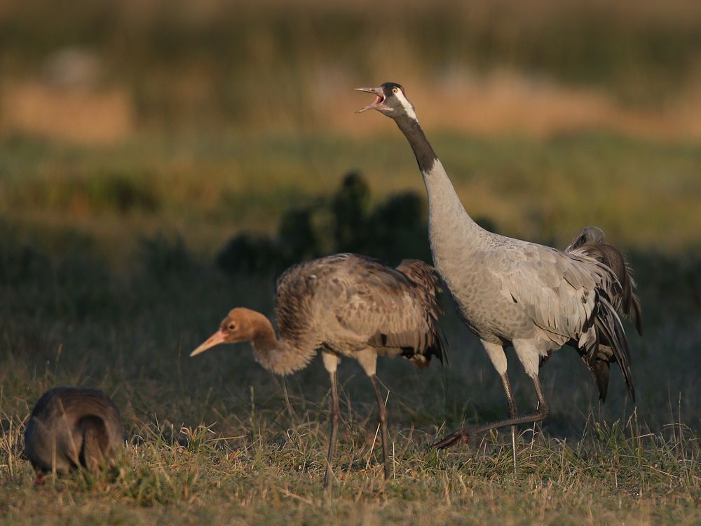 Crane family