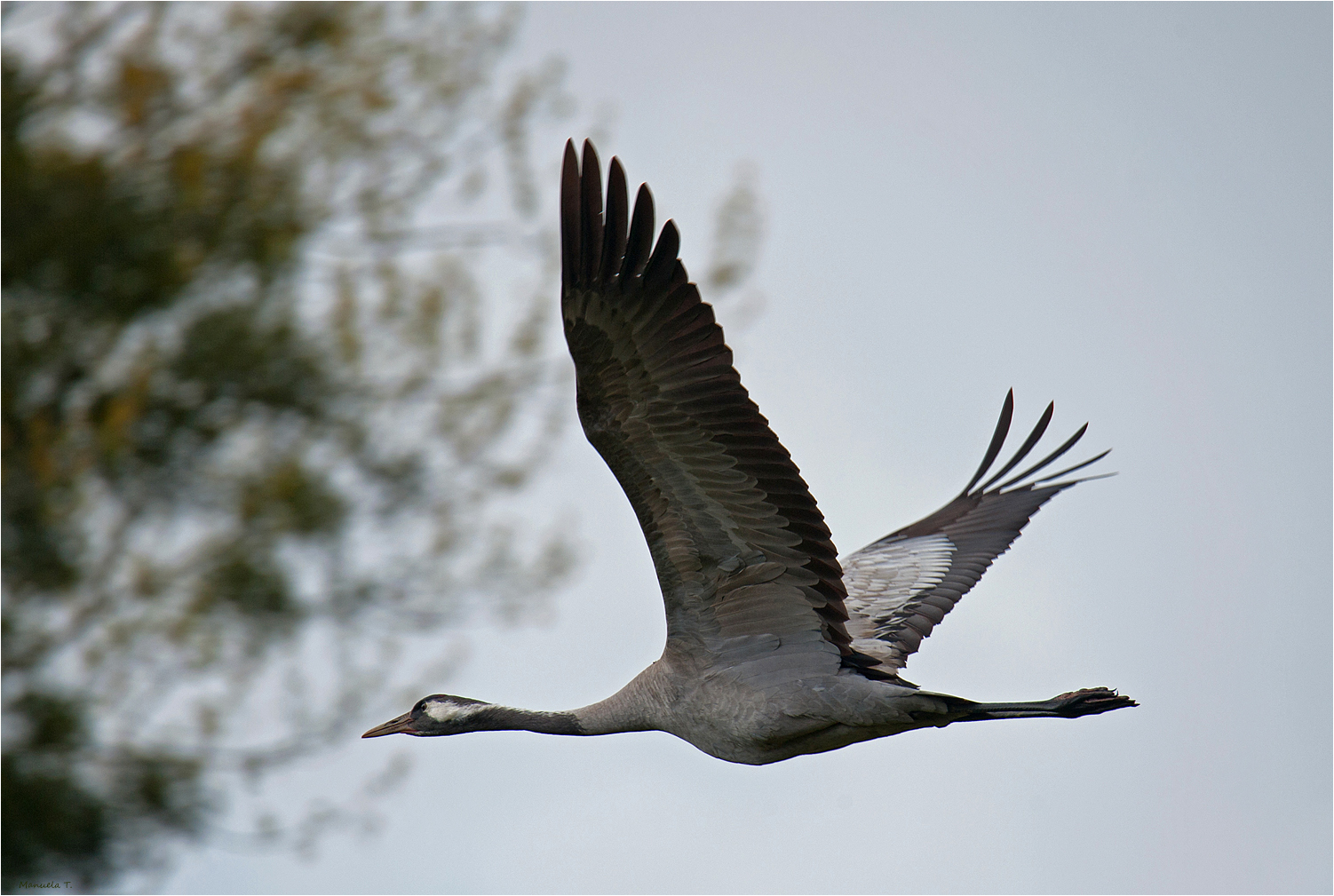 crane flies by