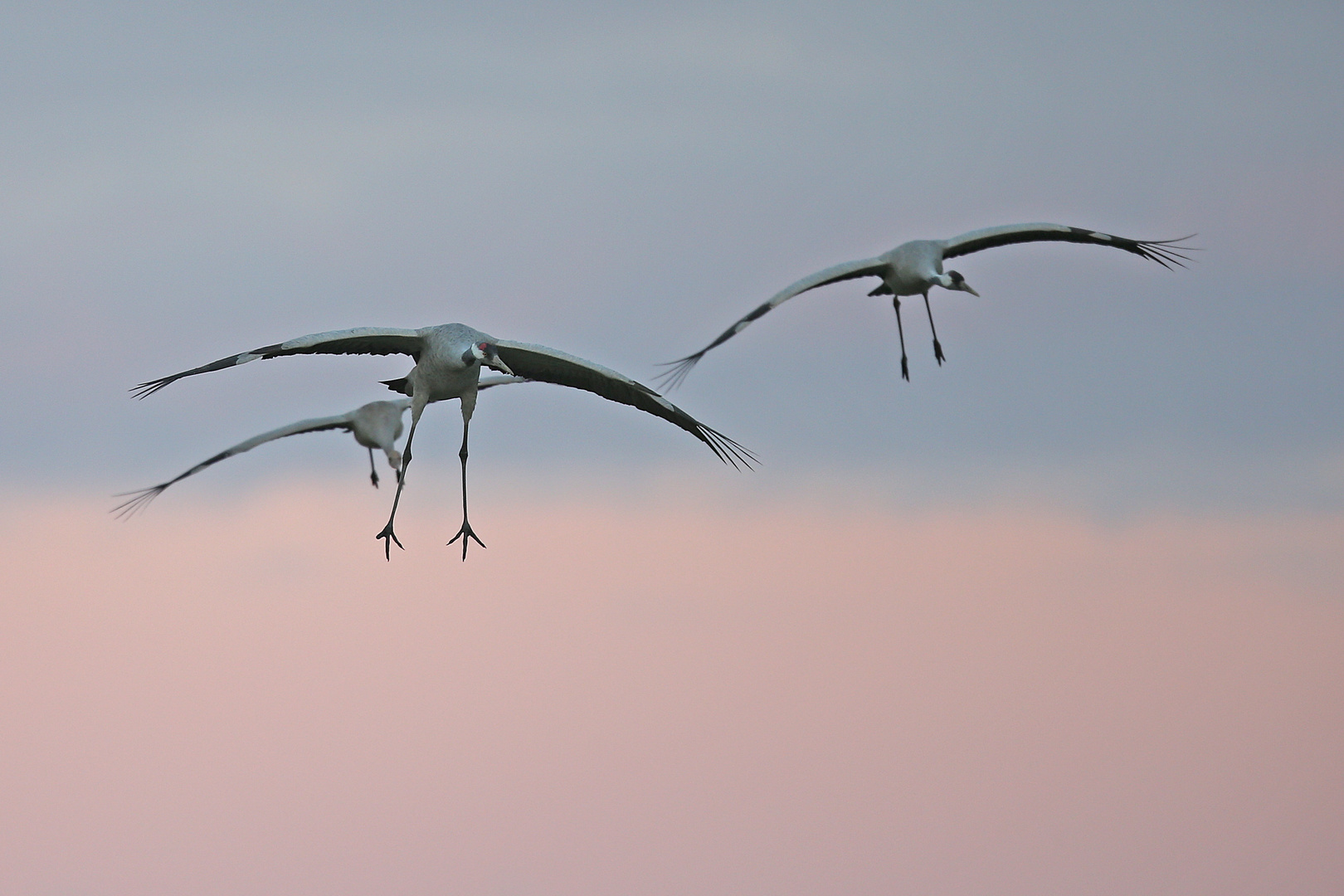 Crane flight 1