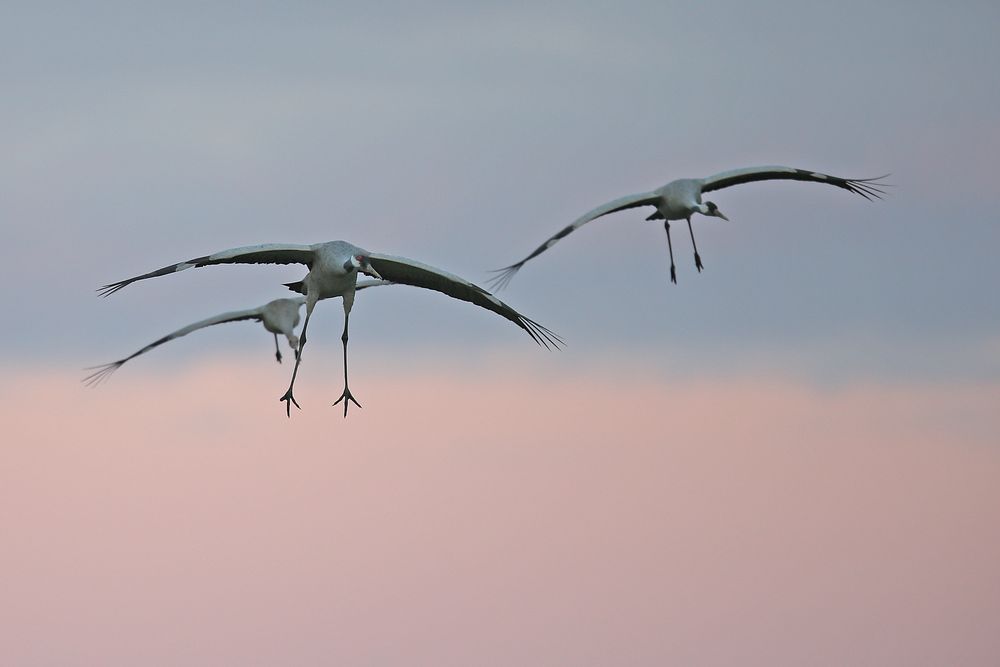 Crane flight 1