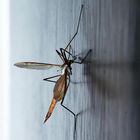 Crane Fly