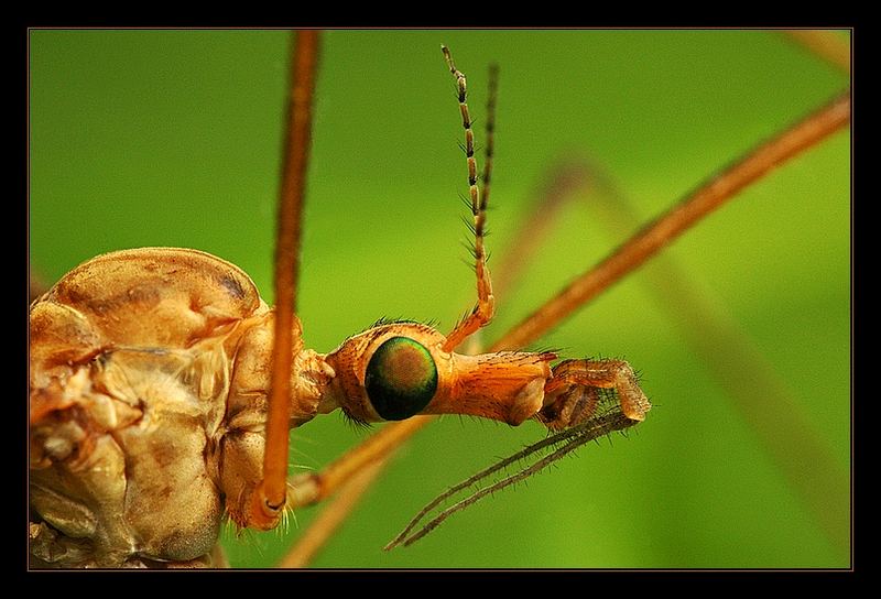 Crane Fly