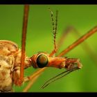 Crane Fly