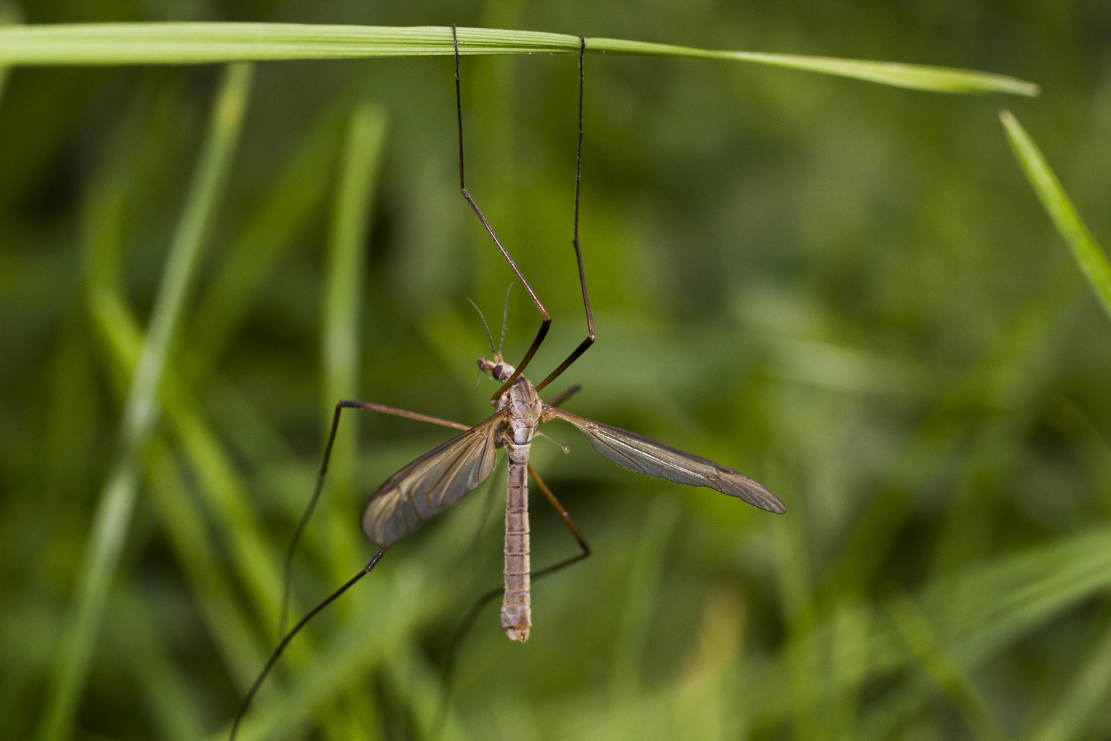 crane-fly