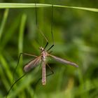 crane-fly