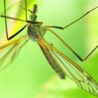 Crane Fly