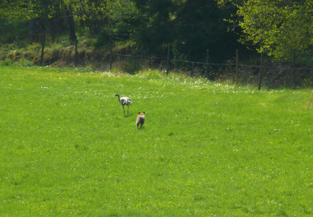 Crane-hunting , picture 1